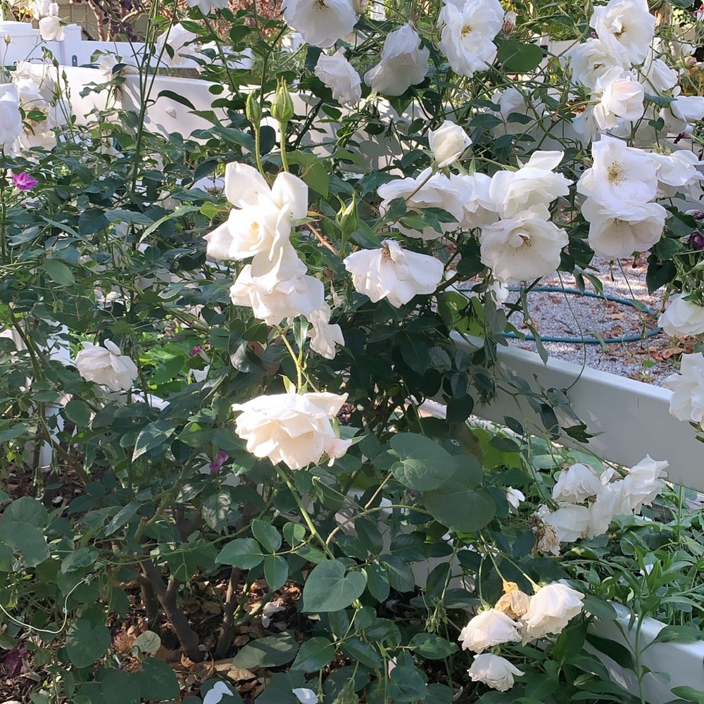 Meet your Posher, Krystle